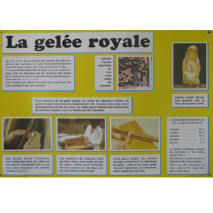 Planche éducative "la gelée royale"