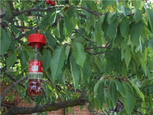 Piège à mouche Suzukii TAP TRAP  ROUGE - le sachet de 5 Bouchons