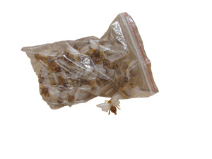 Abeille pique le sachet de 100