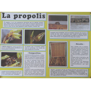 Planche éducative "la propolis"