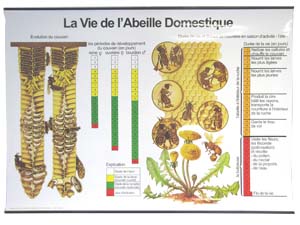 Tableau pédagogique "vie des abeilles"