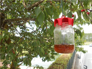 Piège à insectes volants  VASO TRAP ROUGE - le sachet de 2  Bouchons